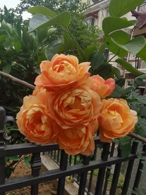月季花