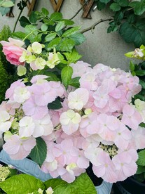 绣球花