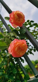 月季花