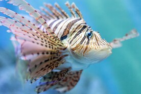 龙须狮子鱼图片