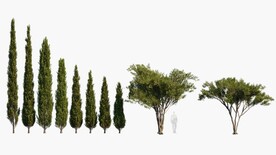 C4D模型 绿色植物 