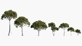 C4D模型绿色植物