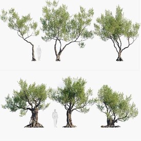 C4D模型 绿色植物  