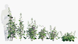 C4D模型 绿色植物  