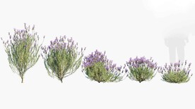 C4D模型 绿色植物  