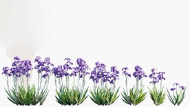 C4D模型 绿色植物  