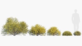 C4D模型 绿色植物 
