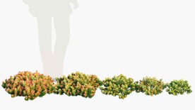 C4D模型 绿色植物 
