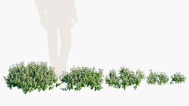 C4D模型 绿色植物 