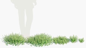 C4D模型 绿色植物  
