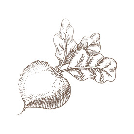 甜菜素描稿  
