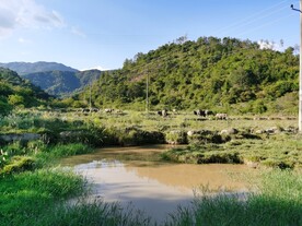 山地 牛群 森林