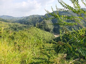 美丽森林风光