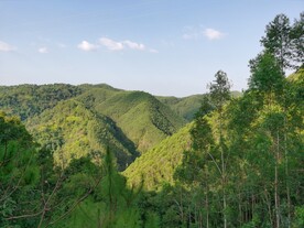蓝天白云自然森林风光