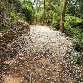 梧桐花