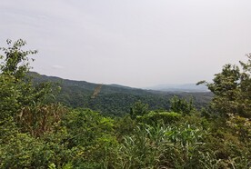 自然森林风光
