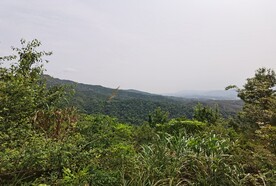 山地森林