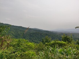 绿色森林风景