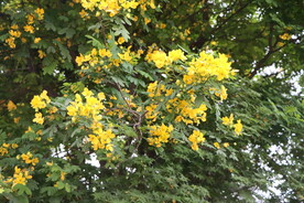 黄槐决明花