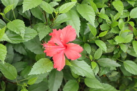 扶桑花