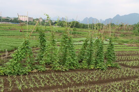 四季豆架