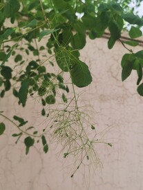 黄栌