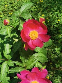 芍药