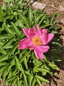 芍药
