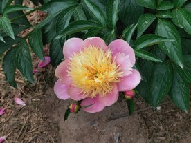 芍药