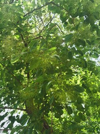 黄栌