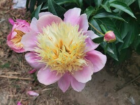 芍药