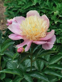 芍药