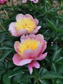 芍药