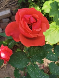 玫瑰花