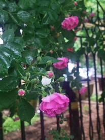 蔷薇花 