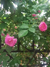 蔷薇花