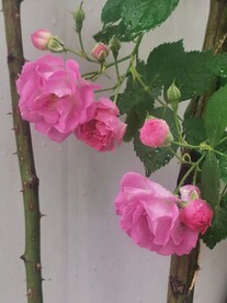 蔷薇花