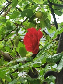 玫瑰花