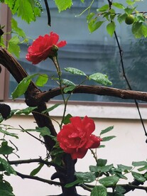 蔷薇花