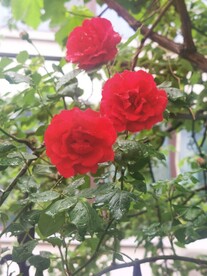 蔷薇花