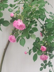 蔷薇花
