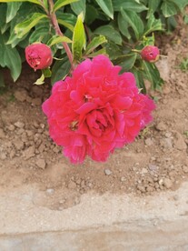 芍药