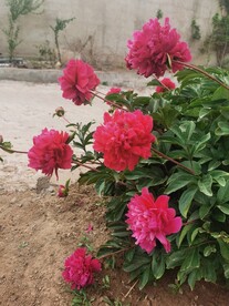 芍药