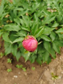 芍药