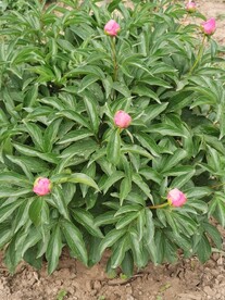芍药