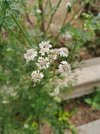 香菜花