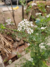 香菜花