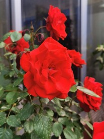 玫瑰花