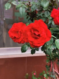 玫瑰花