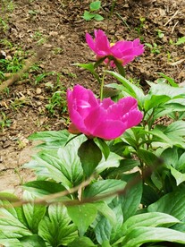 芍药